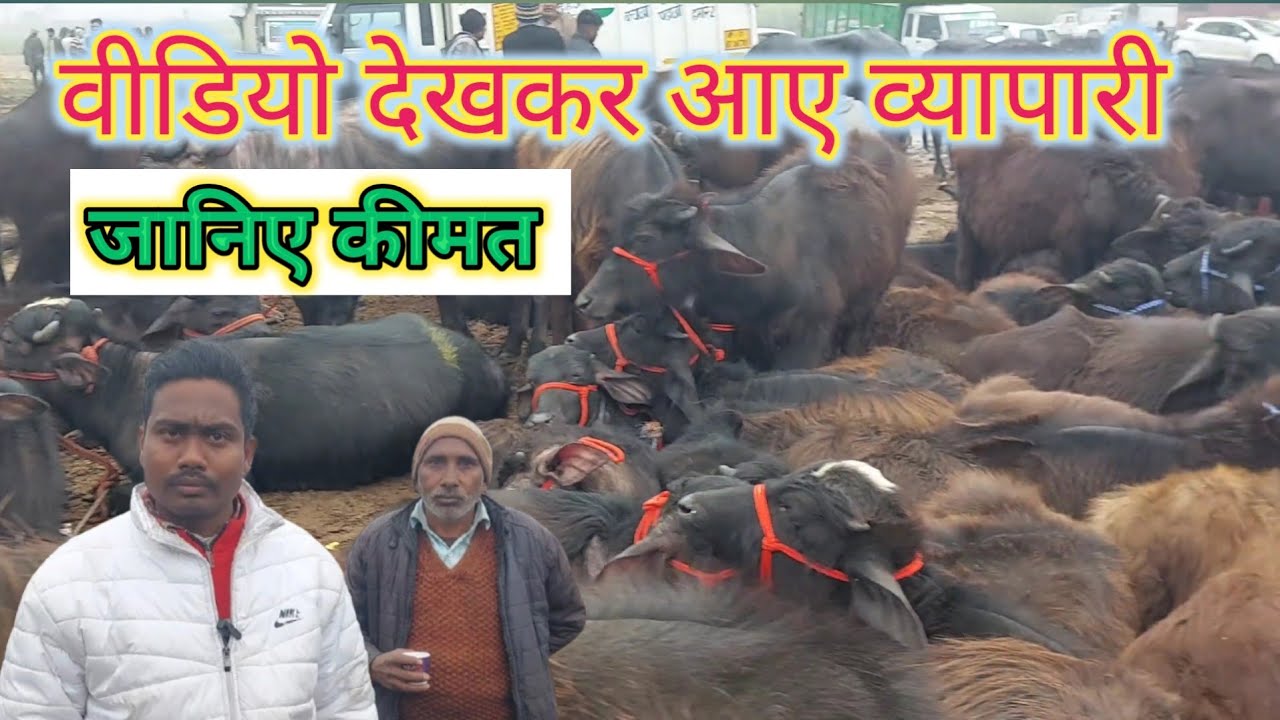 Madhiyai Pashu Mandi | Katiya | Paddi | Meerut Mandi 