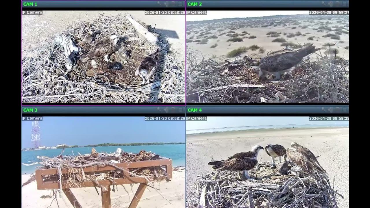 Osprey Nests, Abu Dhabi, United Arab Emirates 2026/01/20