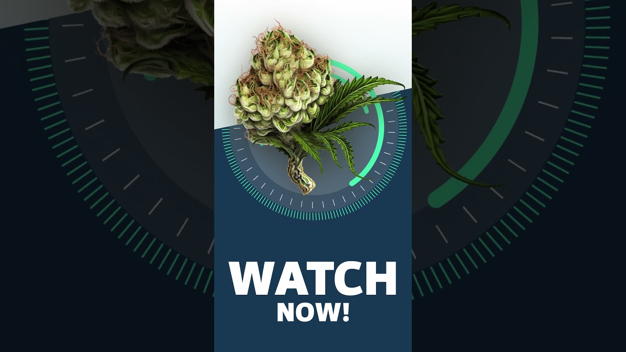 WATCH NOW! - Island Sweet Skunk Strainview