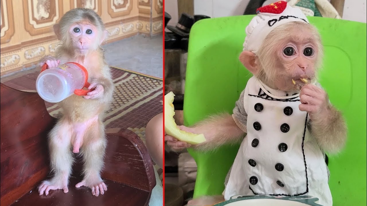 How has monkey David changed after 2 years ?