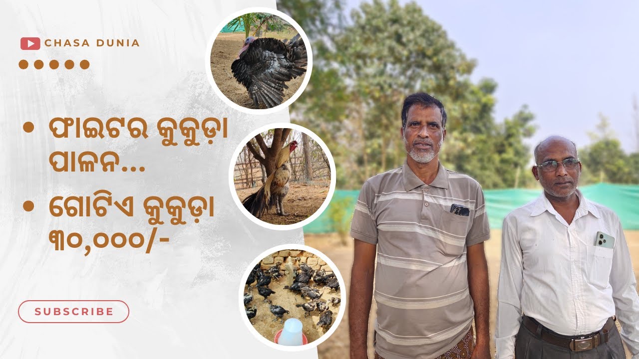 Fighter kukuda Chasa || ଲଢେଇ କୁକୁଡ଼ା ଚାଷ || Black Fighter Farming || #chasadunia