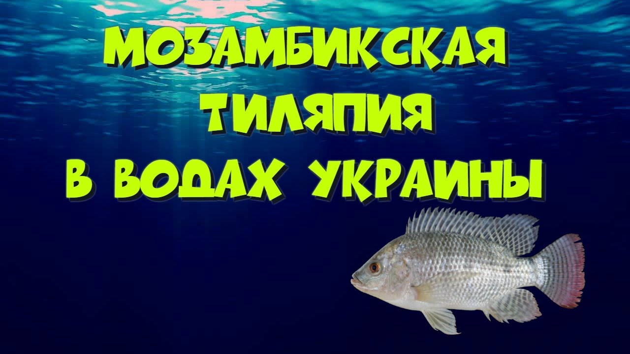 Мозамбикская тиляпия в водах Украины