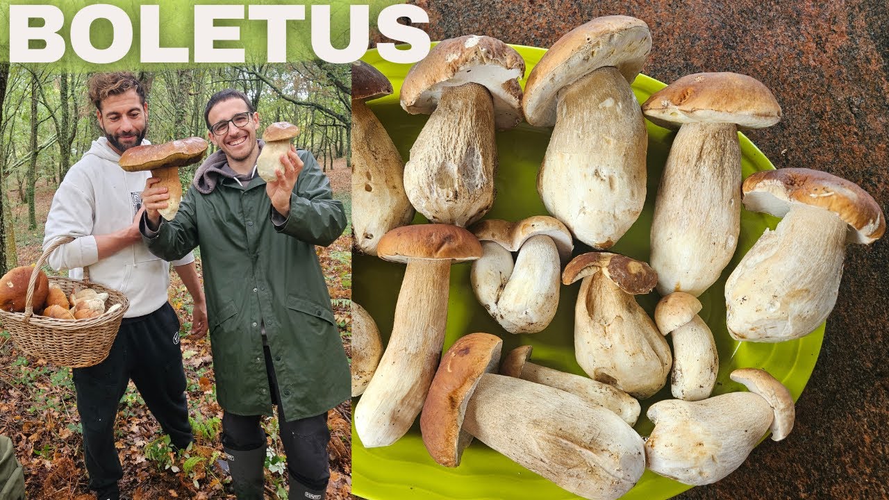 ✅BROTADA DE BOLETUS en Galicia🍄Día Para el RECUERDO