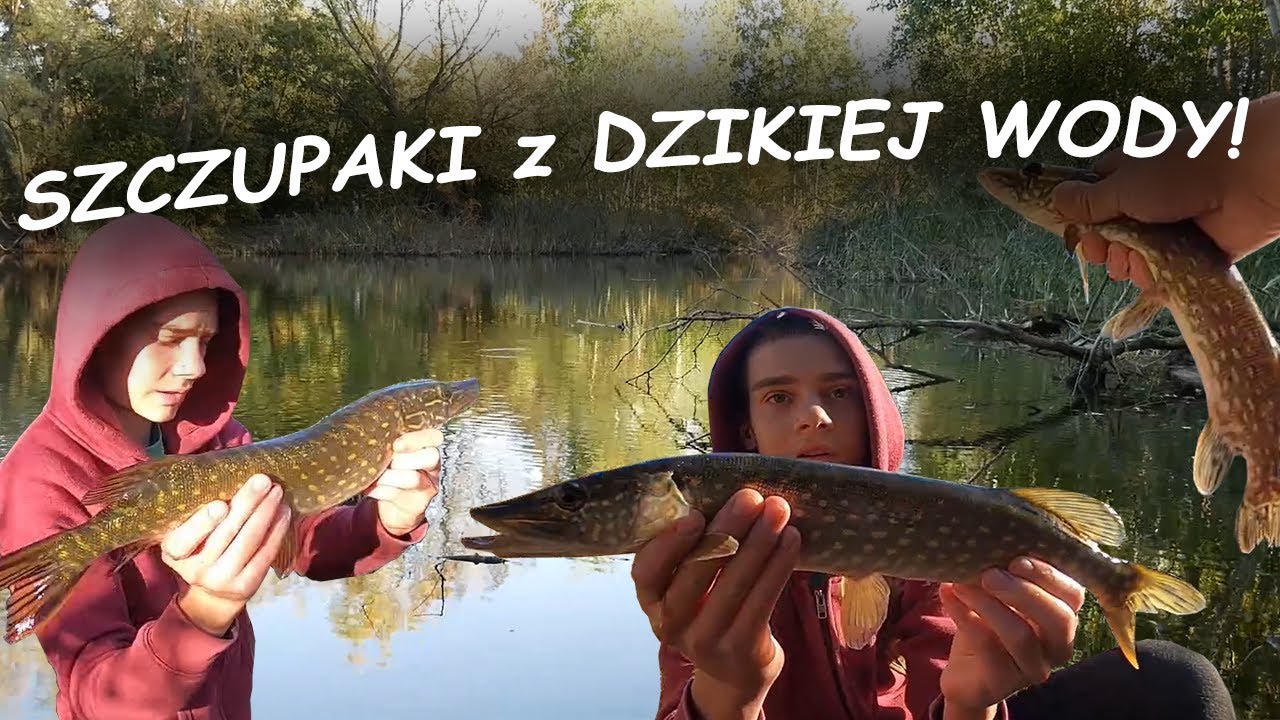 SZCZUPAKI z DZIKIEJ WODY!