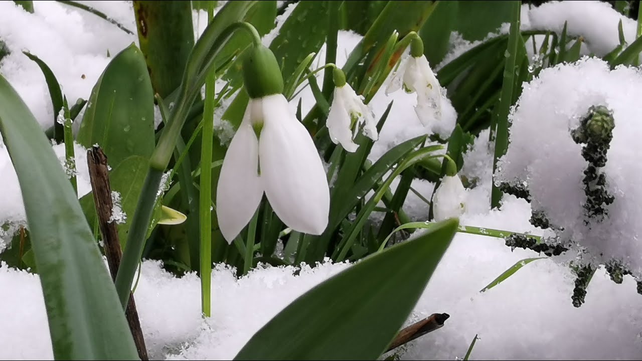 Winter flowers for British gardens: how I grow the Snowdrops Galanthus nivalis and Galanthus elwesii