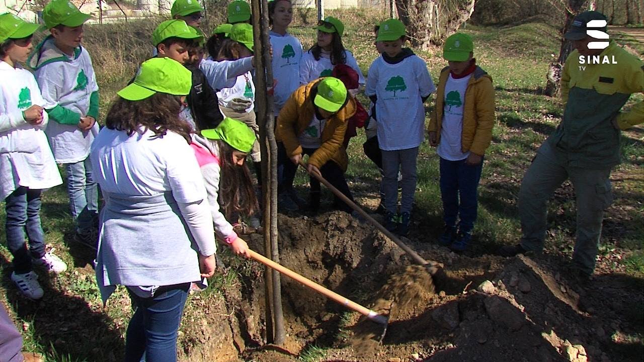 Dia Mundial da Árvore: «sem elas não conseguimos viver»