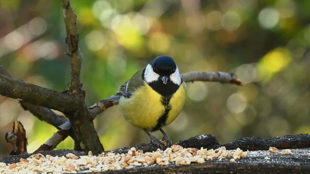Relaxing Forest Birds – 5 Stunden beruhigende Vogelgeräusche im StadtWald zum Schlafen & Entspannen