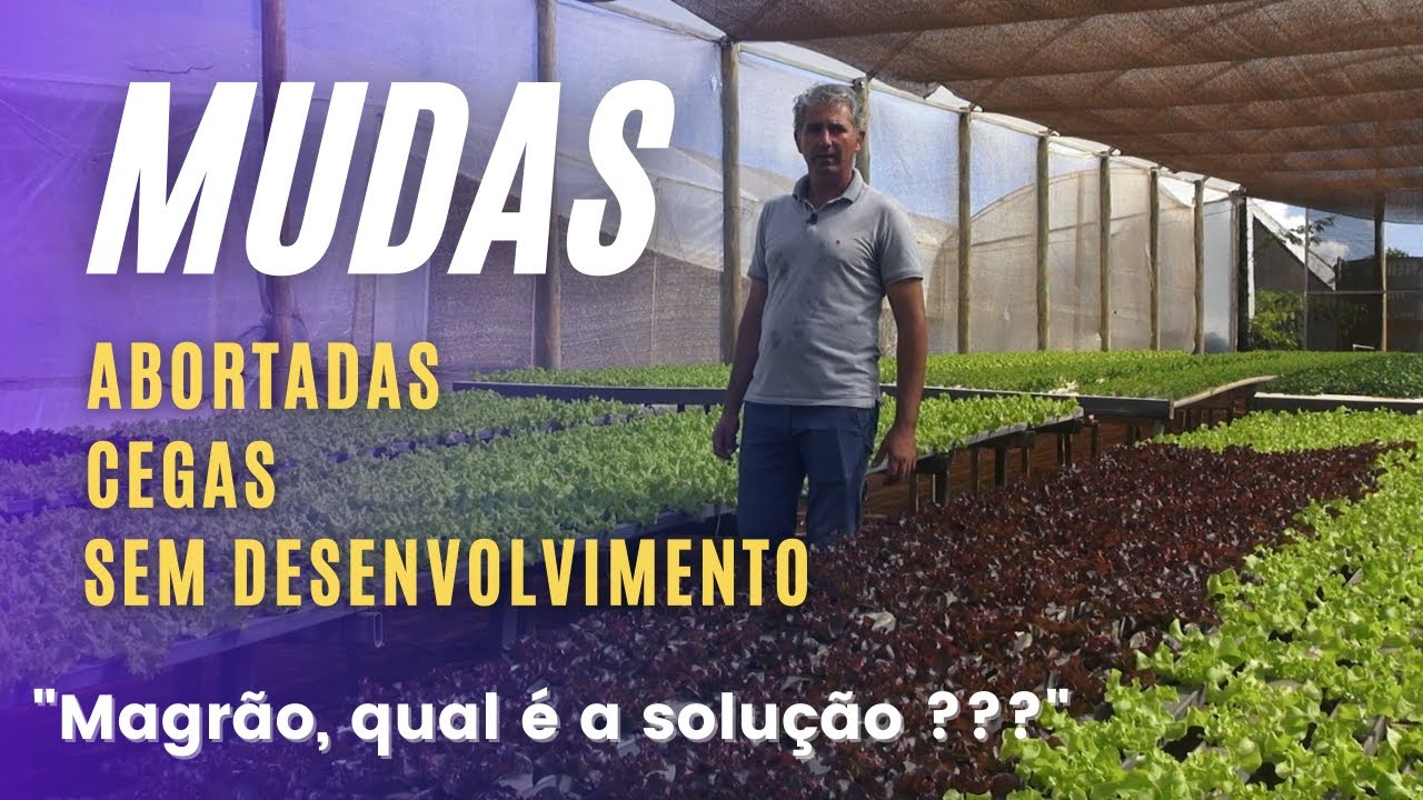 MUDAS ABORTADAS, CEGAS E SEM DESENVOLVIMENTO: SERÁ ALGUMA VIROSE ?