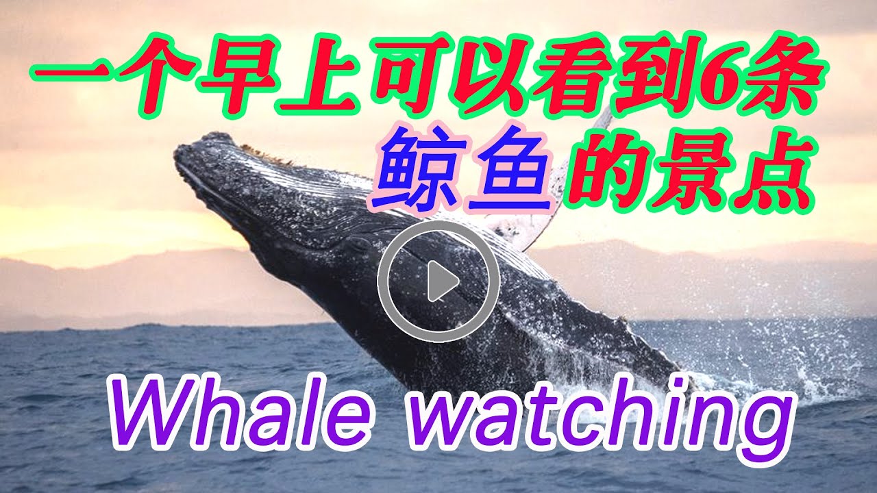 赏鲸鱼的绝佳景点 Logans Beach Whale Watching Platform 罗根海滩观鲸平台 Whale watching 半天就看到交条几个种类分有长须鲸 蓝鲸 座头鲸 虎鲸 杀人鲸
