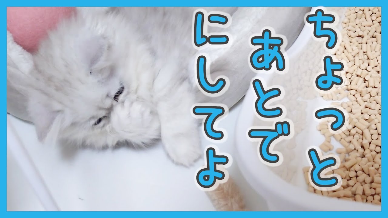 【猫side】吾輩は猫であるようだ（ミヌエット）
