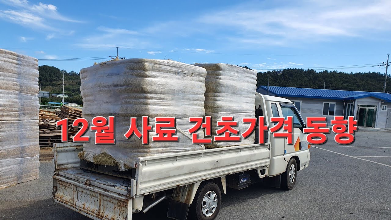 신성[동물농장 염소방송tv] 12월 사료 건초가격 동향 입니다. #건초가격 #사료가격