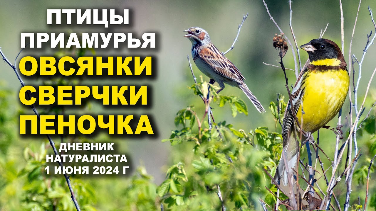Загадка Сверчка и Песня Дубровника. Птицы Приамурья. 1 июня 2024 г.