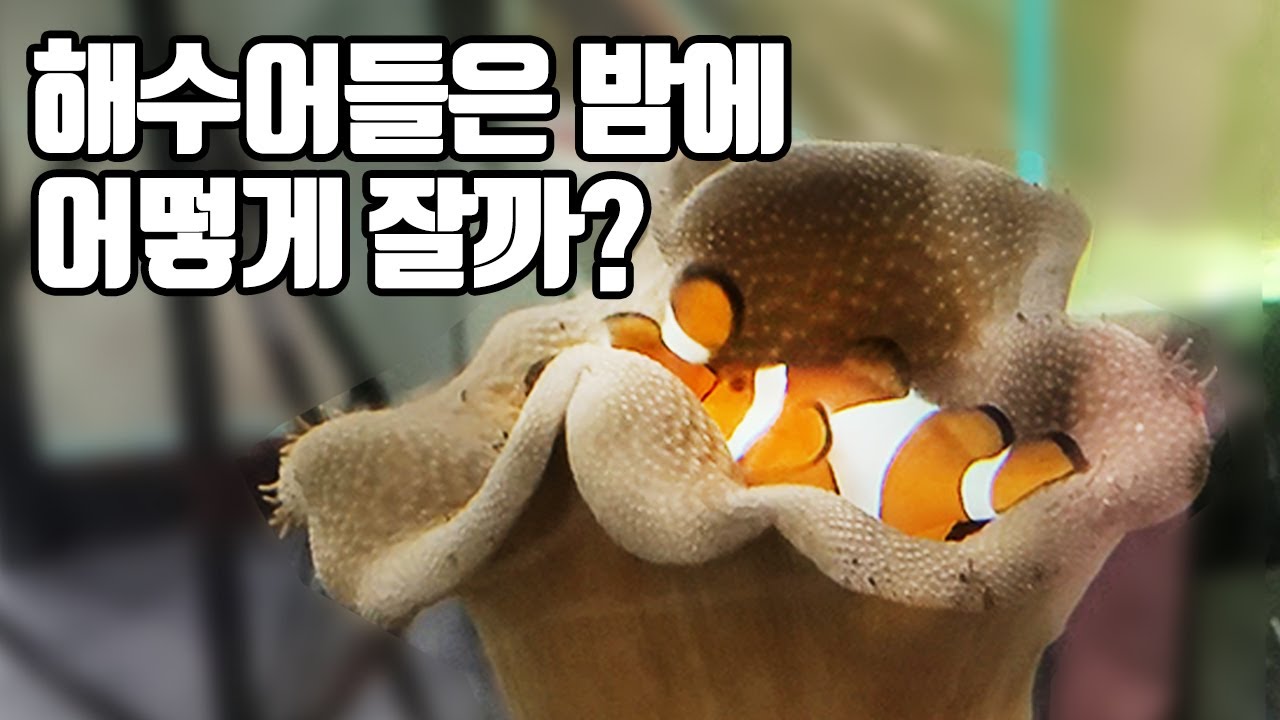 해수어들은 밤에 어떻게 잘까?