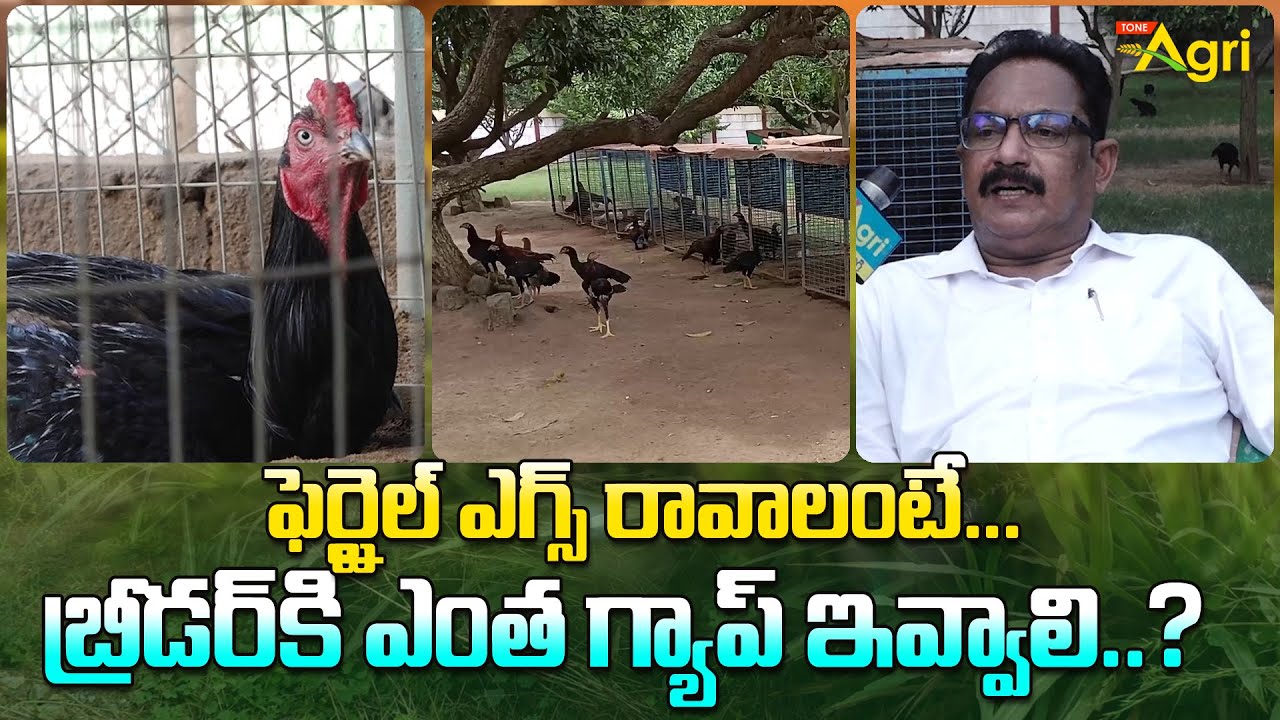 Jathi Kodi Punju Characteristics | ఫెర్టైల్ ఎగ్స్ రావాలంటే.. బ్రీడర్‌కి ఎంత గ్యాప్ ఇవ్వాలి? ToneAgri