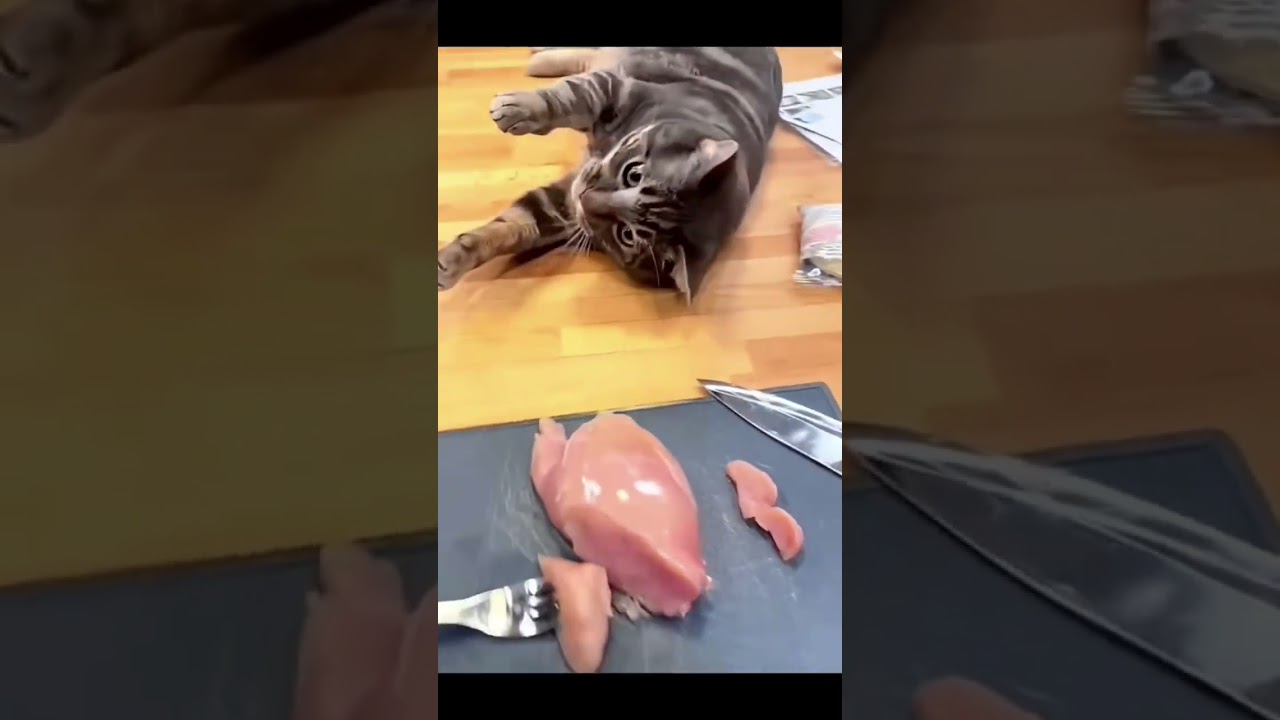 The Funniest Cat Moments of 2026 😹