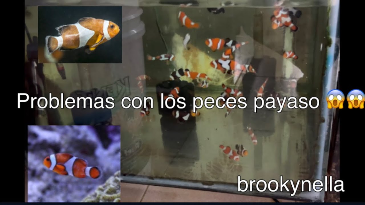 Problemas con los peces payaso / prob brookynela 😱😱😱😱