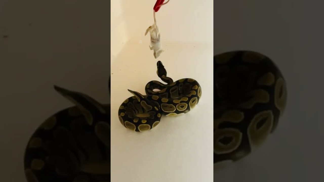 Nourrissage python regius