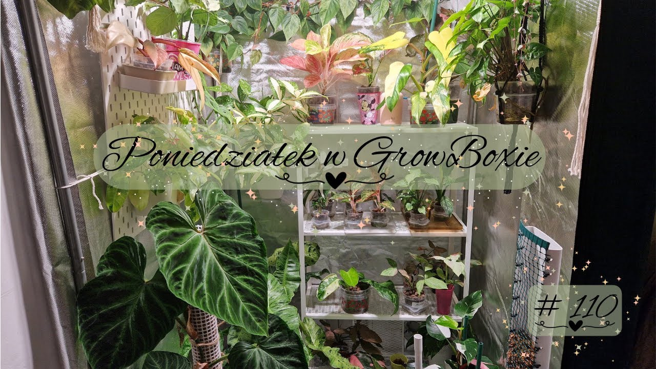 Poniedziałek w GrowBoxie 