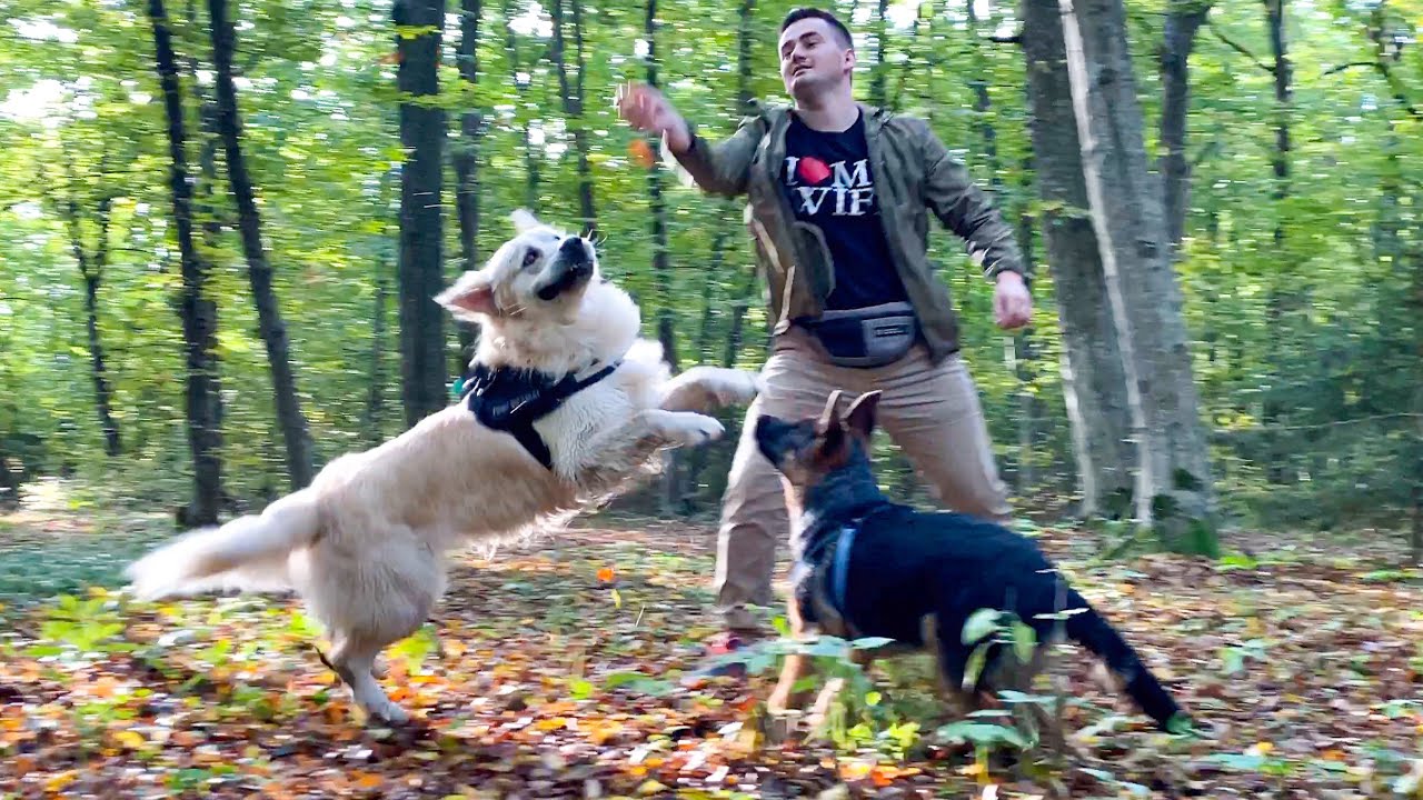 Golden Retriever and German Shepherd Puppy in the Forest for the First Time!