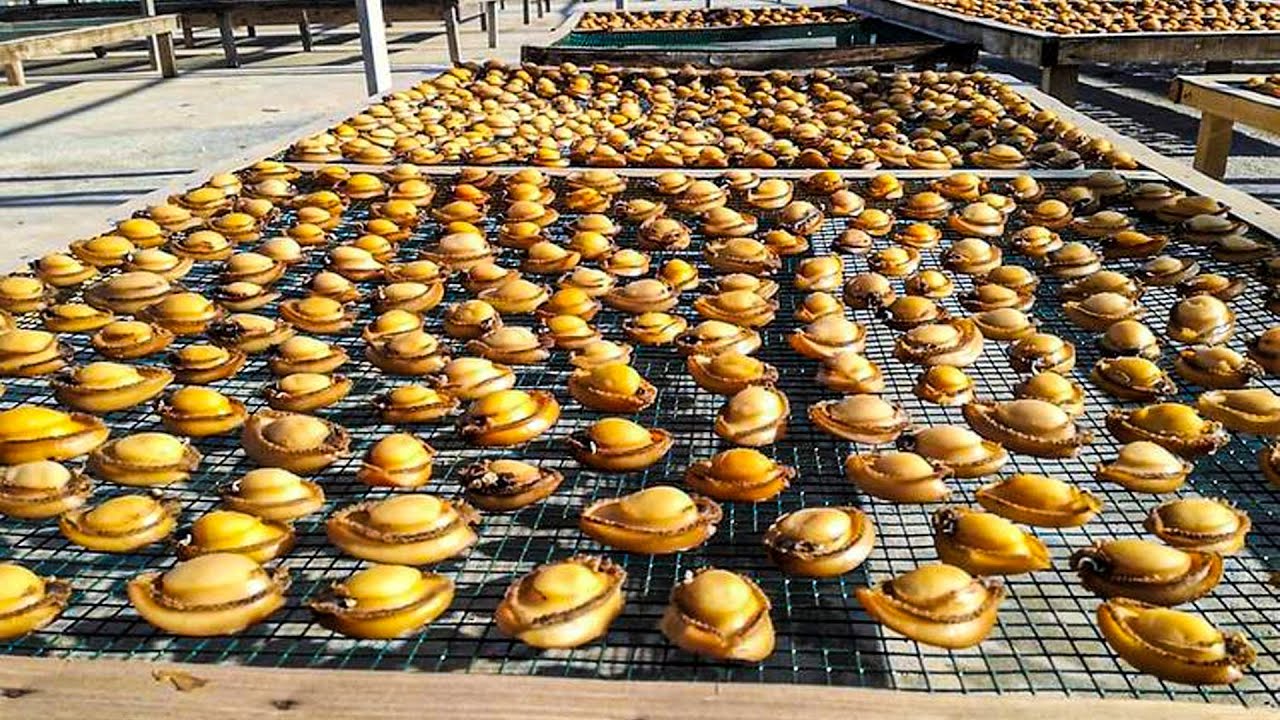 Abalone Harvest Process | Modern Abalone Farm | How Abalone Processing at Factory