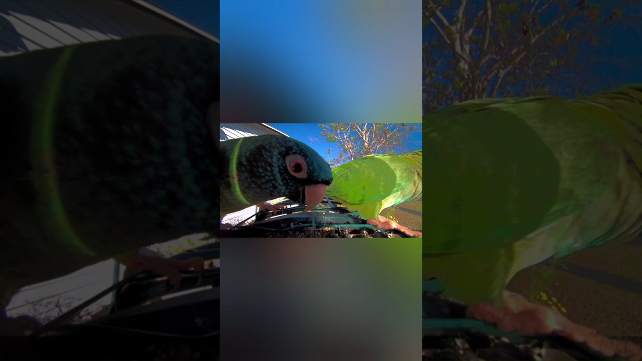 Wild Conures (Blue Crowned Parakeets) FL 👑