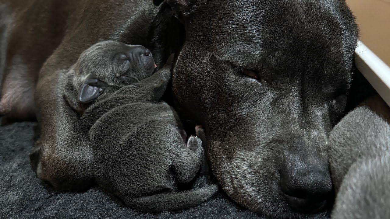 Cute Blue Staffordshire Bull Terrier Puppies 1 week old. Tommy & Petra's litter of staffy pups Ep3