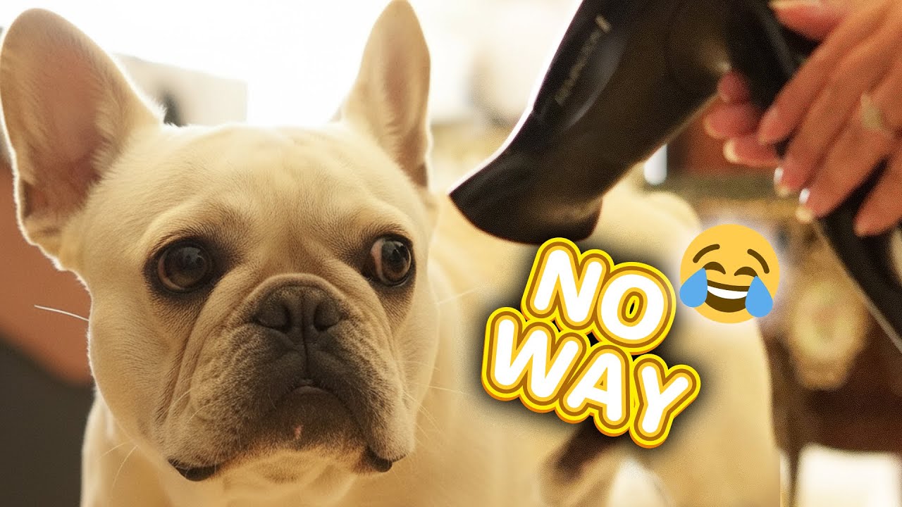 Puppy Goes Wild Discovering Blow Drier For The First Time😂