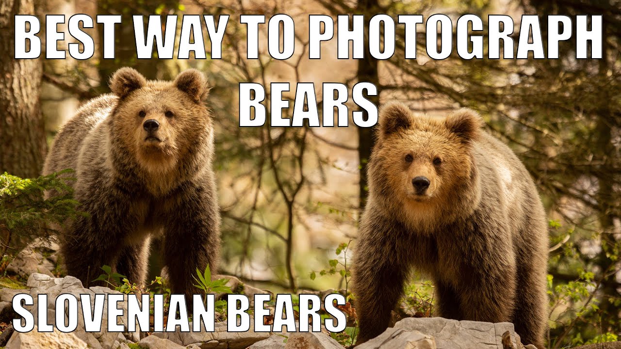Best way to photograph bears in Slovenia is with Slovenian Bears