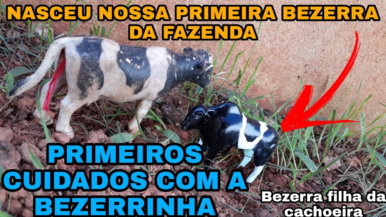 NASCEU A PRIMEIRA BEZERRINHA DA FAZENDA!!!// PRIMEIROS CUIDADOS COM A BEZERRA