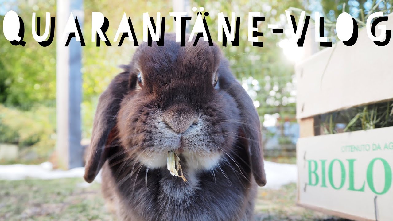 QUARANTÄNE-VLOG bei den KANINCHEN 😍 || Pfötchenbande 💗