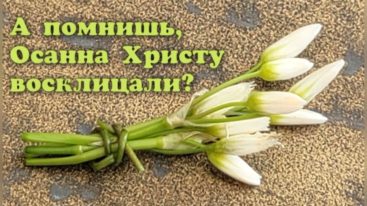 Христианский стих на Пасху. Автор Люба Охман, читает Вальдемар Шайерманн. 