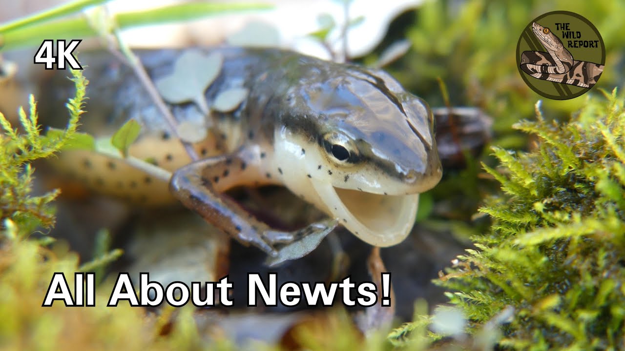 Newts Are THE Weirdest Salamanders (But Still 100% Adorable!)