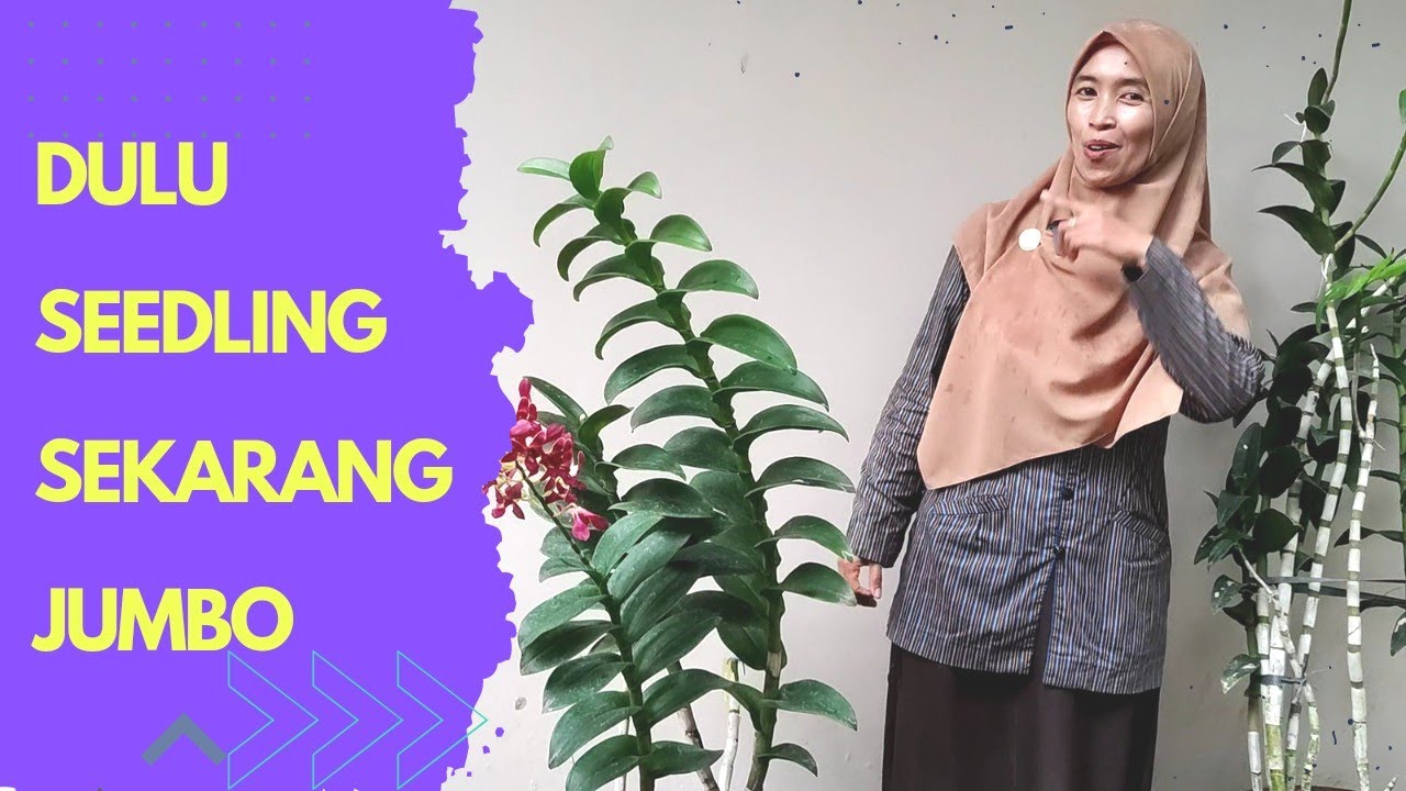 SETELAH GANTI MEDIA TANAM, ANGGREKNYA CEPAT BESAR.