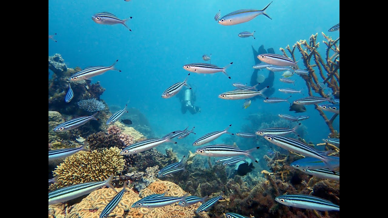 Matava Eco Resort, Kadavu Island, Fiji.  Made with Clipchamp