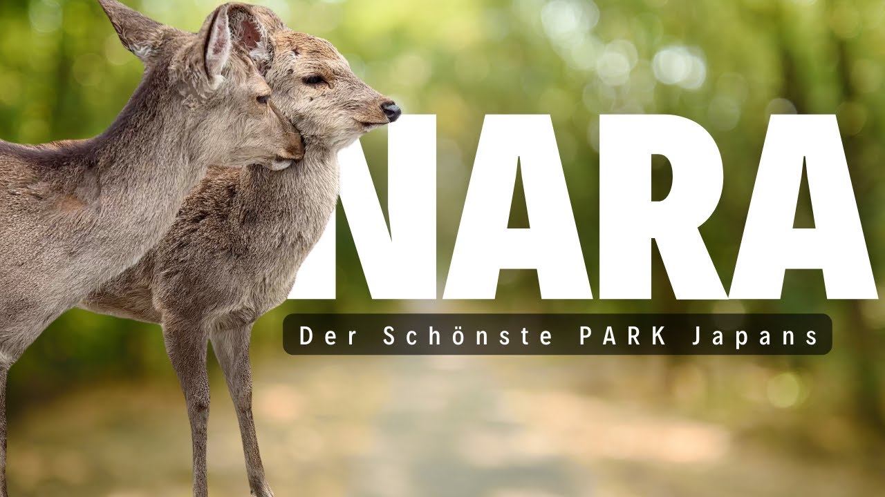 Nara Park Japan - So Süß! Hier Verbeugen Sich Rehe