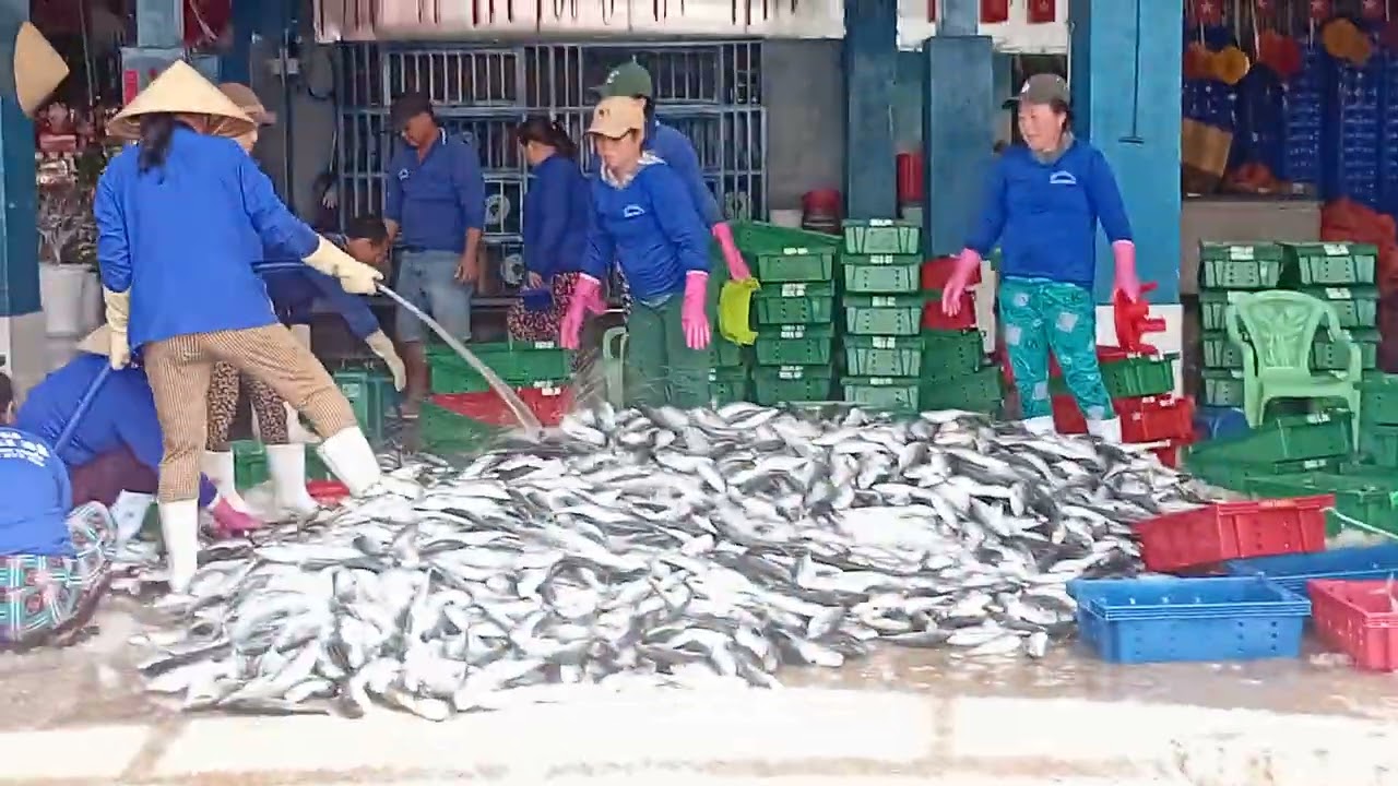 TRÚNG MÙA GHE BIỂN ĐÔNG VỀ NHIỀU CÁ SỒNG .