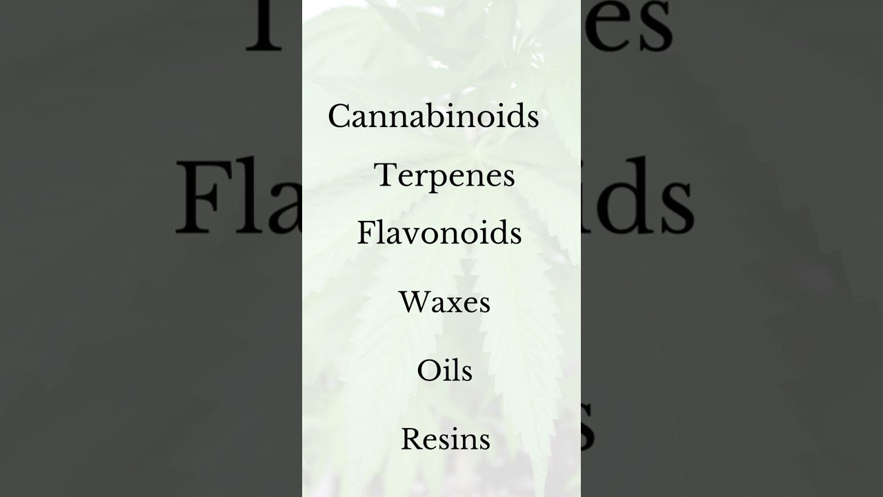 Cannabis Sativa: Ganja Uncovered - Exploring the World of Weed!