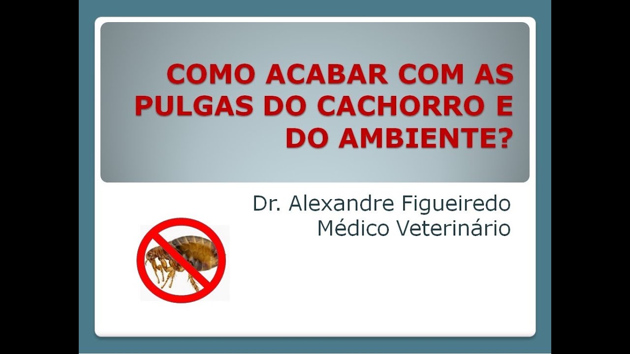 COMO ACABAR COM AS PULGAS DO CACHORRO E DO AMBIENTE? AULA PASSO A PASSO!