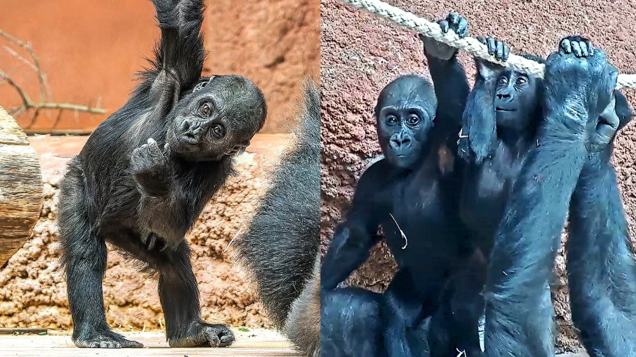 Gorilla Chaos, Playtime Surprises & the Bond of Gaia & Kamba [ft. Mobi & Ajabu]