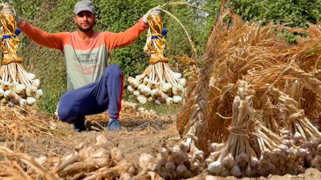 Harvesting Garlic and Making Rawa Garlic Kheer I ASMR I with Subtitles I