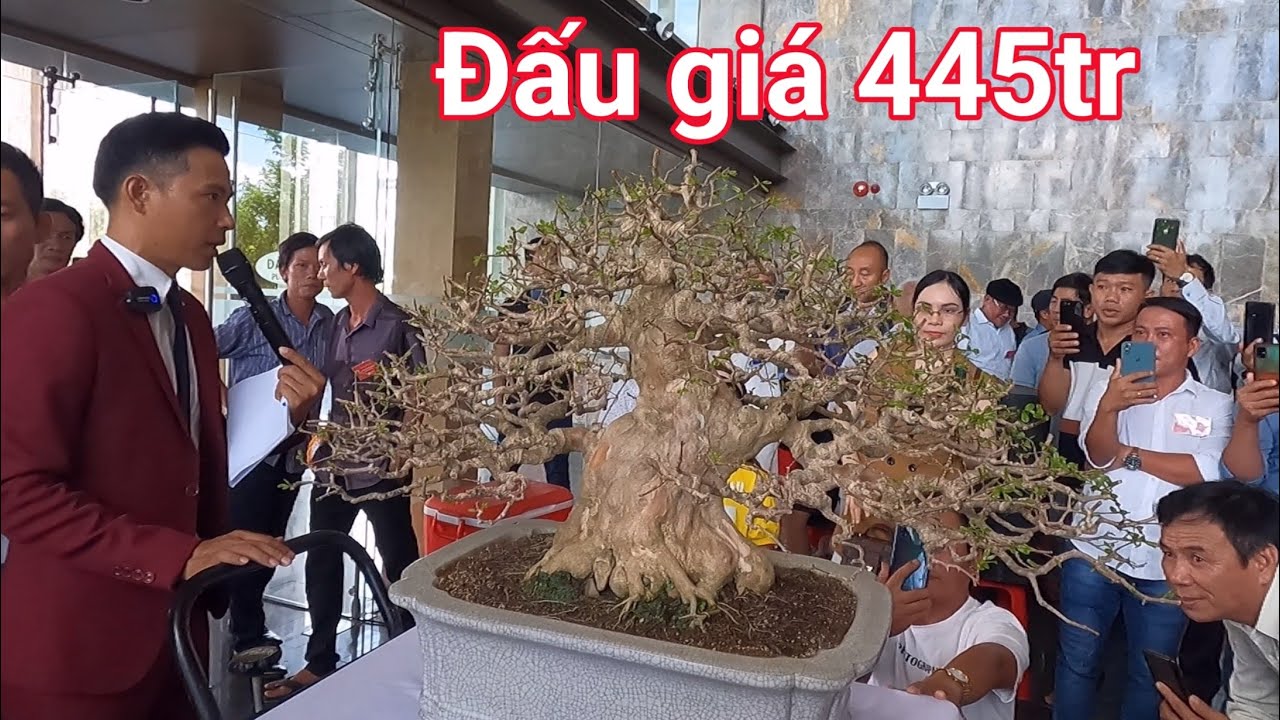 Kịch tính màn đấu giá cây Bằng lăng tuyệt đẹp giá 445tr tại triển lãm Bình Định năm 2022