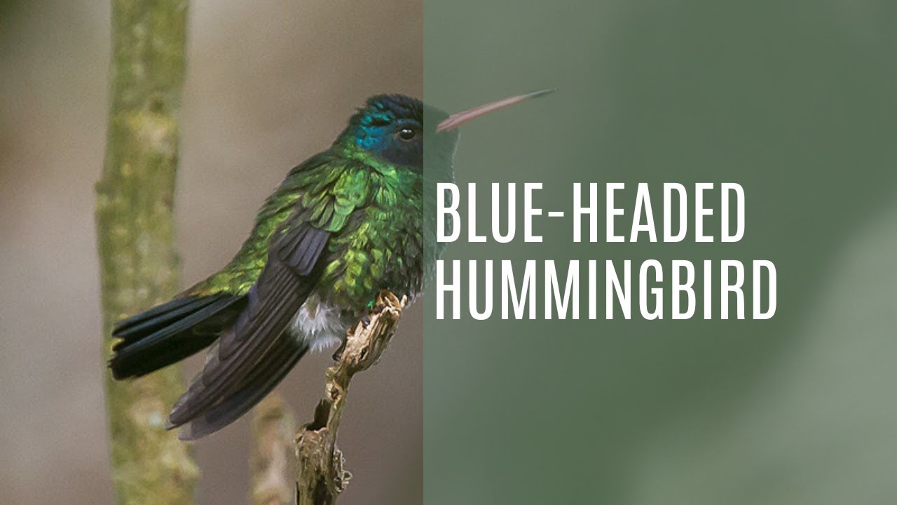Blue Headed Hummingbird (Cyanophaia Bicolor)