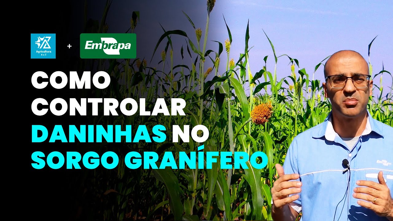 Como Controlar Daninhas na Lavoura de Sorgo Granífero