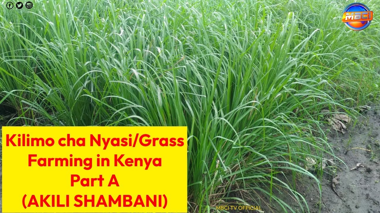 Kilimo cha Nyasi/ Grass Farming in Kenya Part A || AKILI SHAMBANI