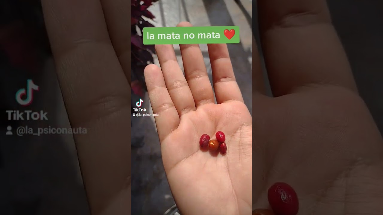 #SHORT | Germinando semillas de coca 🌿