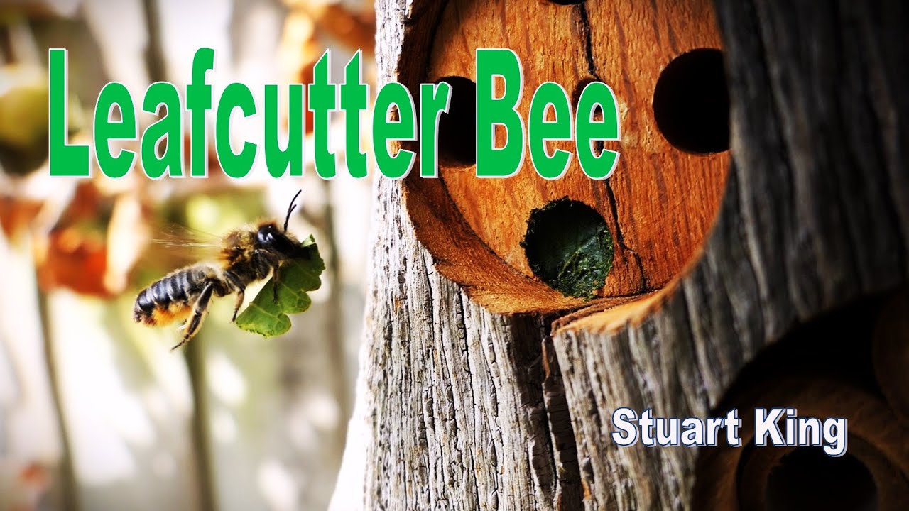 Leafcutter Bee   Stuart King