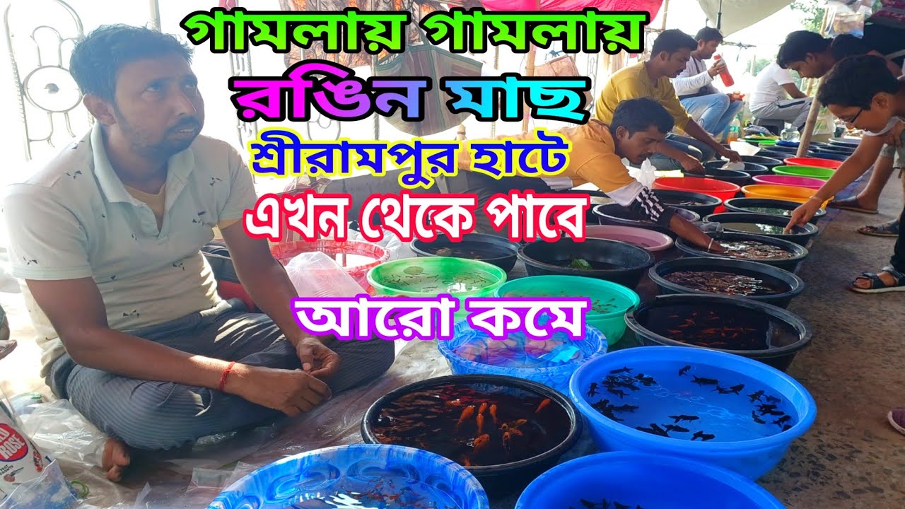 গামলায় গামলায় রঙিন মাছ শ্রীরামপুর হাটে Serampore Aquarium Fish Market Shrirampur Fish Pet Market