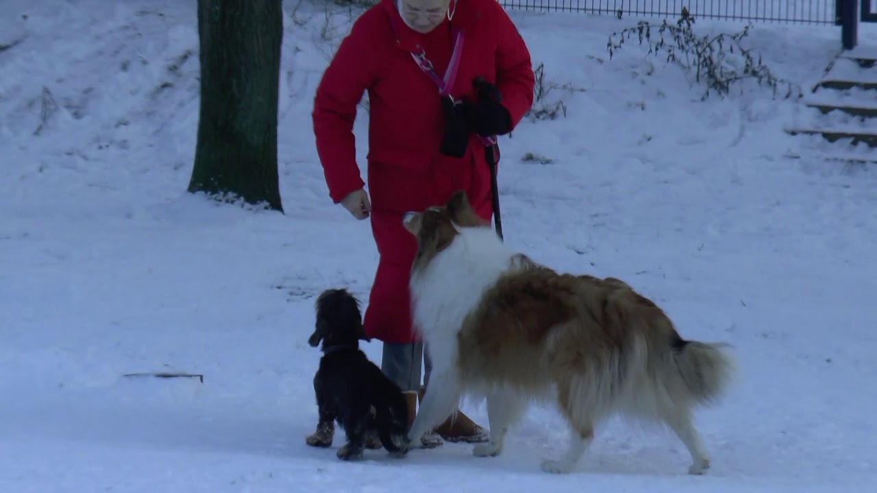 Collie Raika.Hamburg Winter 2021