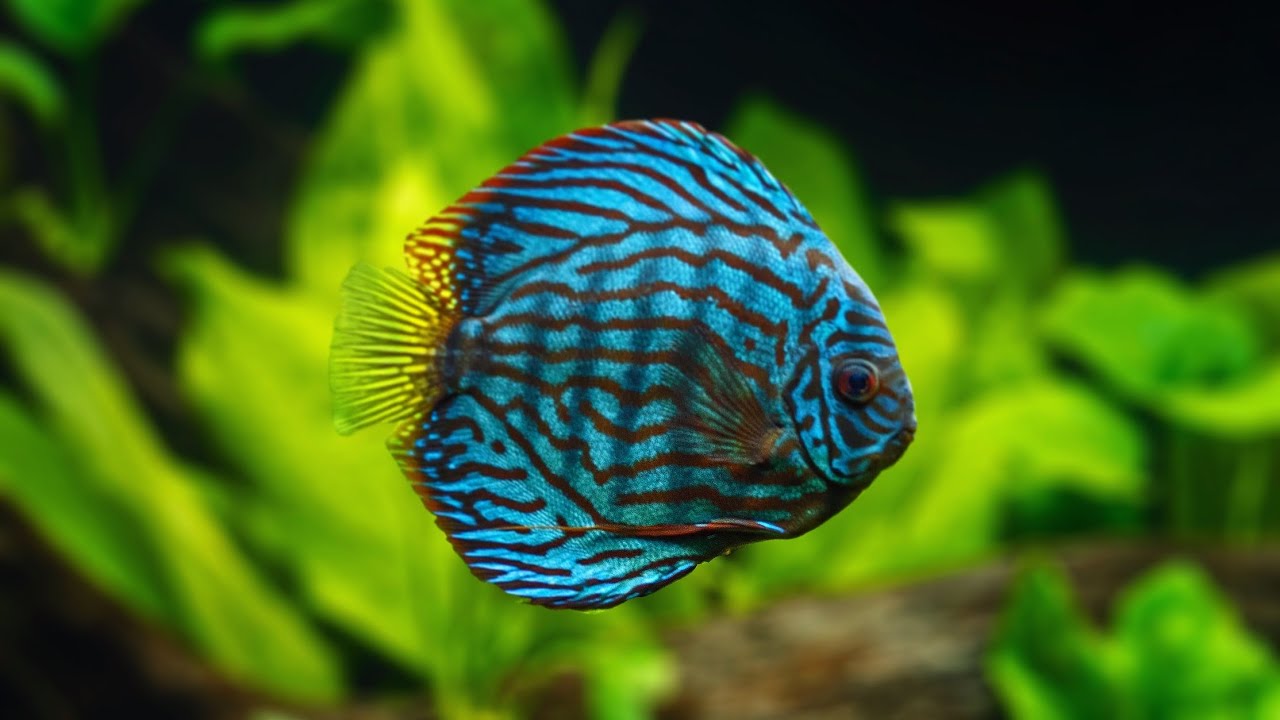 PLANTED DISCUS TANK - FULL AQUASCAPE TUTORIAL