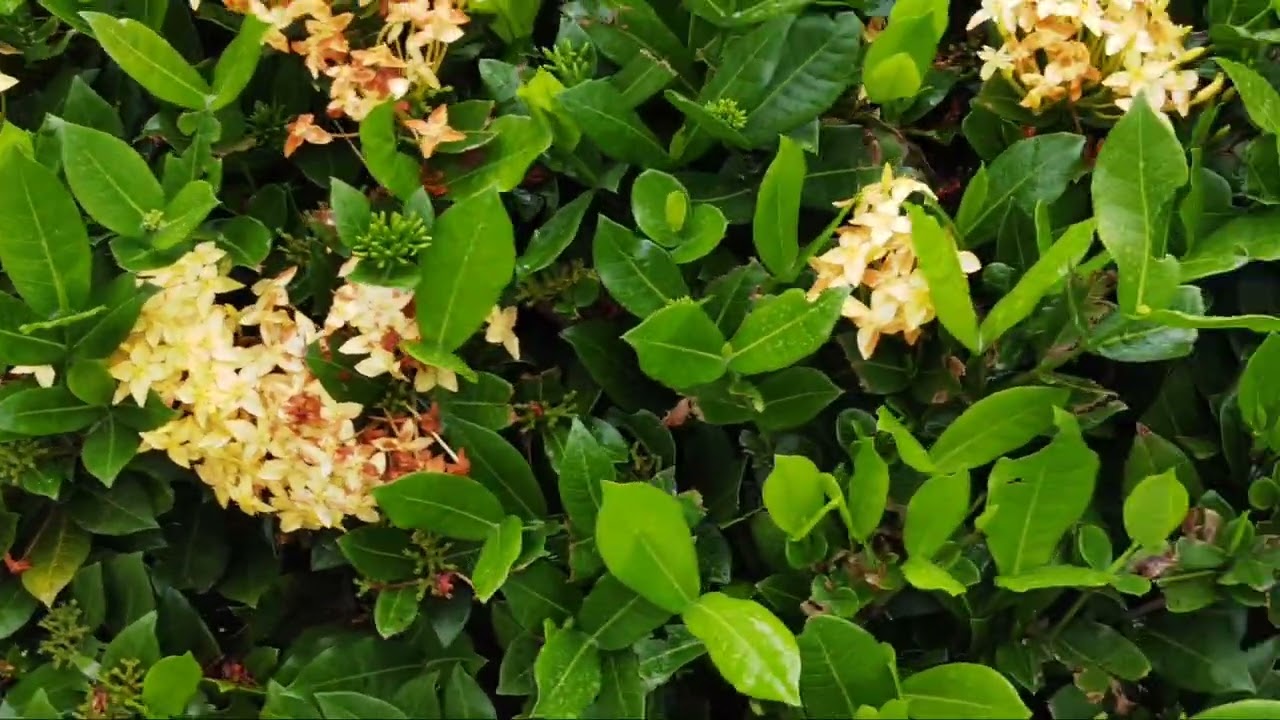 Que Significa la Flor amarilla? Para ti, y q es un fenómeno? Míralo en Descripción. 